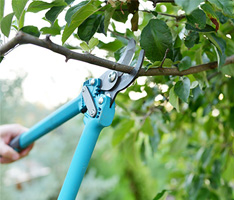 Person is using a small tree pruner to trim a branch from a tree.